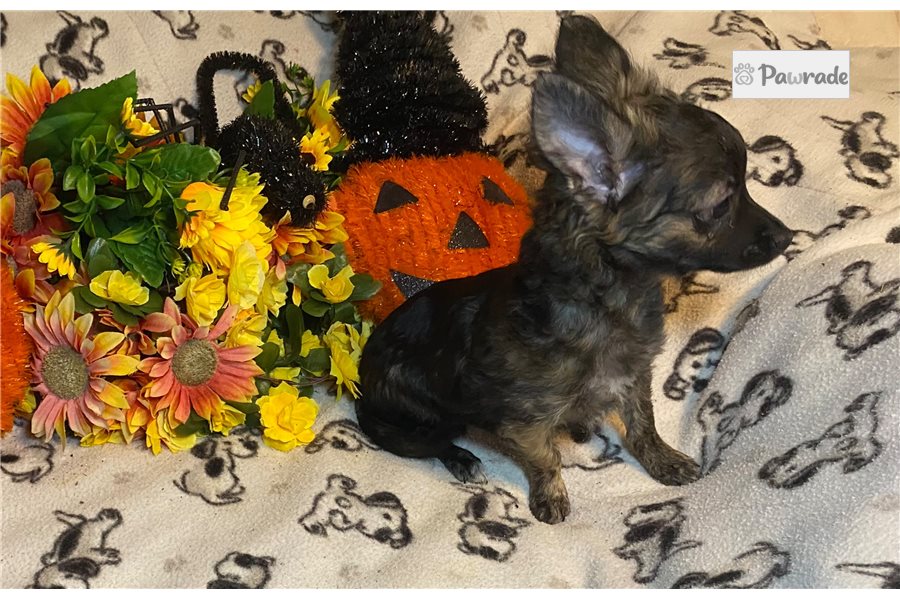 Alfred - Chihuahua for sale