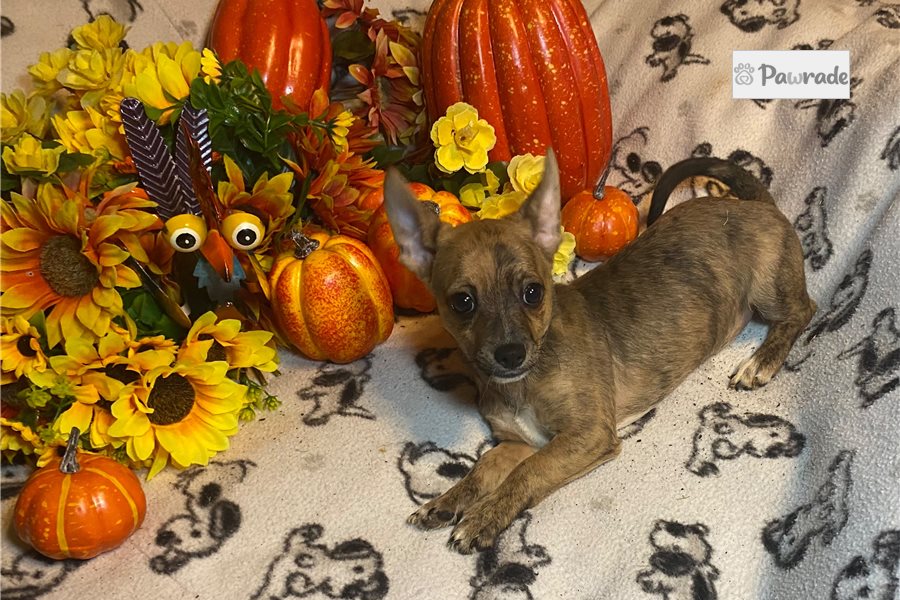 Bonnie, female Chihuahua puppy for sale