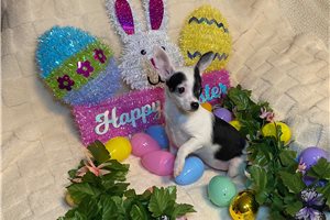 Luna - puppy for sale