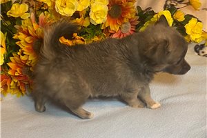 Benson - Chihuahua for sale