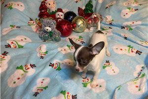 Alexei - Chihuahua for sale