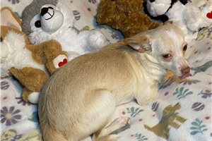 Iago - Chihuahua for sale