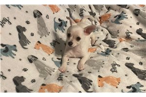 Jonah - Chihuahua for sale