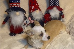 Liam - Chihuahua for sale