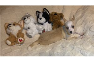 Liam - Chihuahua for sale