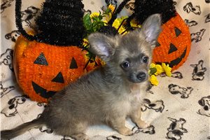 Benson - Chihuahua for sale