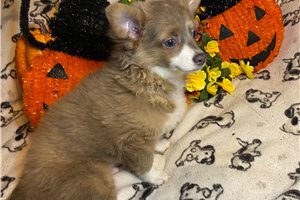 Brian - Chihuahua for sale