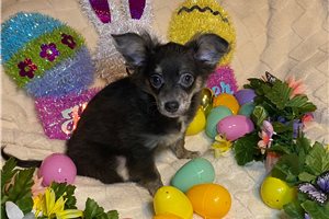 Logan - Chihuahua for sale
