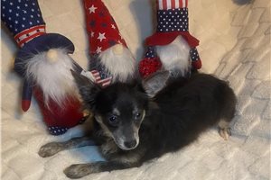 Logan - Chihuahua for sale