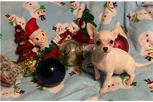 Blondie - puppy for sale