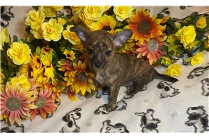 Bonnie - puppy for sale