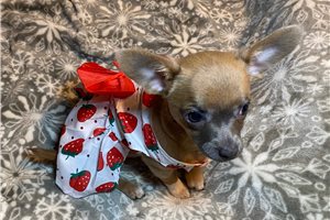 Mila - Chihuahua for sale