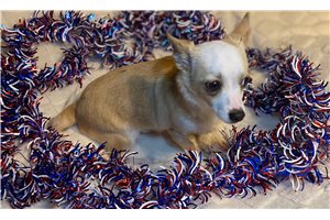 Liam - Chihuahua for sale