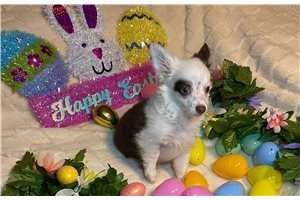 Lucas - Chihuahua for sale