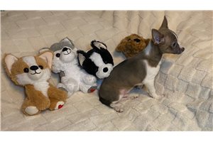 Doogie - Chihuahua for sale