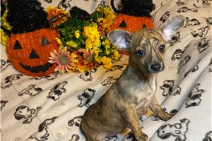 Abigail - Chihuahua for sale
