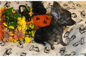 Alfred - Chihuahua for sale
