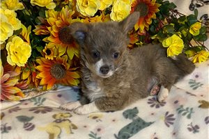 Brian - puppy for sale