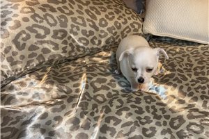 Jonah - Chihuahua for sale