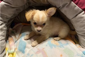 Shiloh - puppy for sale