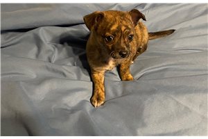 Abigail - Chihuahua for sale