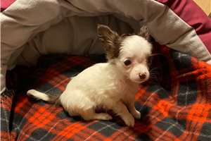 Silo - puppy for sale