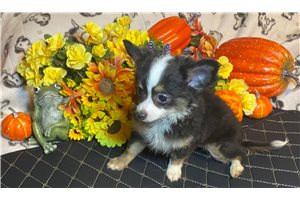 Brooklyn - Chihuahua for sale
