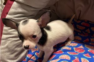 Alfredo - puppy for sale