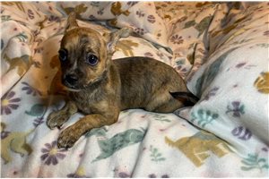 Abigail - Chihuahua for sale