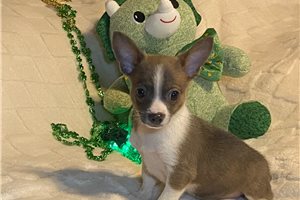 Doogie - puppy for sale