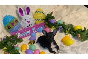 Dottie - Chihuahua for sale