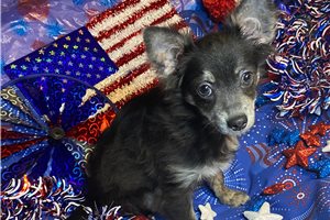 Logan - puppy for sale