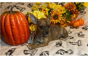 Abigail - Chihuahua for sale