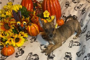 Bonnie - Chihuahua for sale
