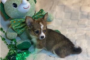 Daria - puppy for sale