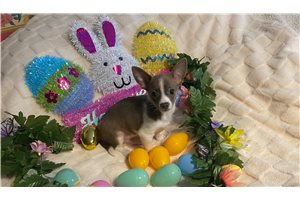 Doogie - Chihuahua for sale