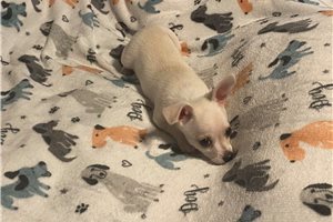 Jonah - Chihuahua for sale