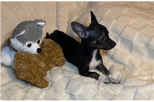 Dottie - Chihuahua for sale