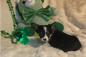 Dawson - Chihuahua for sale