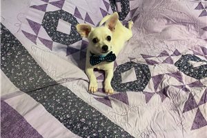 Jonah - Chihuahua for sale