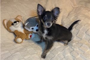 Logan - Chihuahua for sale
