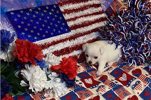 Jonah - Chihuahua for sale