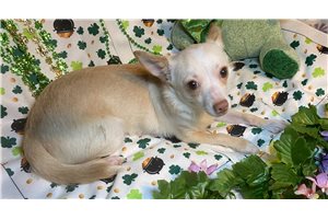 Iago - Chihuahua for sale