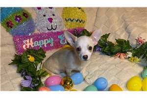 Liam - Chihuahua for sale