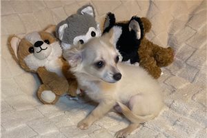 Levi - Chihuahua for sale