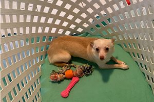 Iago - Chihuahua for sale