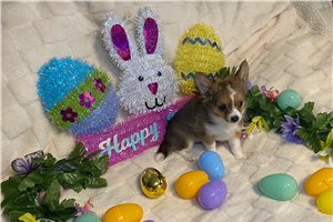 Daria - Chihuahua for sale