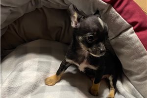 Silas - puppy for sale