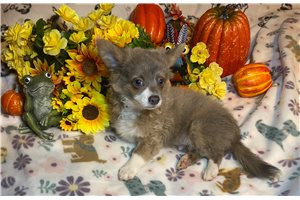 Brian - Chihuahua for sale