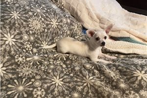 Jonah - Chihuahua for sale
